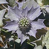 Mieszkańcy wydm atlantyckich