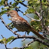 Birds Passeriformes - Mimidae (Mimids: Mockingbirds and Thrashers)