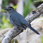 Birds Passeriformes - Mimidae (Mimids: Mockingbirds and Thrashers)