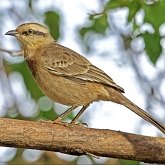 Oiseaux Passeriformes - Mimidae (moqueurs)