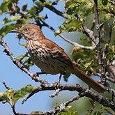 Oiseaux Passeriformes - Mimidae (moqueurs)