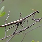 Owady - Modliszki (Mantodea)