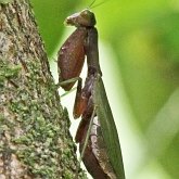 Owady - Modliszki (Mantodea)