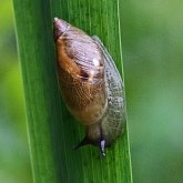 Invertebrates, others - Molluscs
