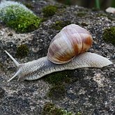 Invert&#233;br&#233;s, autres - Mollusques