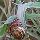 Invert&#233;br&#233;s, autres - Mollusques