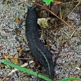 Invertébrés, autres - Mollusques