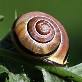 Invert&#233;br&#233;s, autres - Mollusques