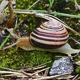 Invert&#233;br&#233;s, autres - Mollusques