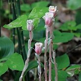 Monotropa uniflora