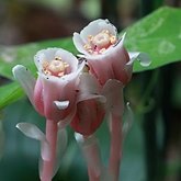 Monotropa uniflora