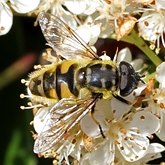 Insetos - Moscas (Diptera)