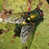 Insetos - Moscas (Diptera)