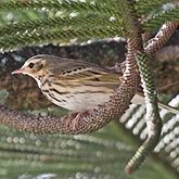 Birds Passeriformes - Motacillidae (Wagtails, Pipits)