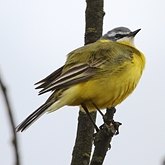 Oiseaux Passeriformes - Motacillid&#233;s