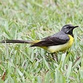 Oiseaux Passeriformes - Motacillid&#233;s