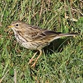 Oiseaux Passeriformes - Motacillid&#233;s