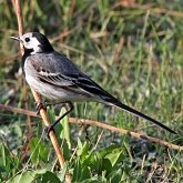 Oiseaux Passeriformes - Motacillidés