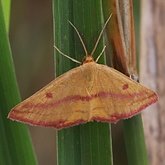 Insects - Moths (Heterocera)