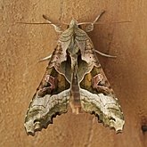 Insects - Moths: Lepidoptera, Noctuoidea (Noctuid moths)