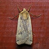 Insects - Moths: Lepidoptera, Noctuoidea (Noctuid moths)