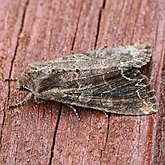 Insects - Moths: Lepidoptera, Noctuoidea (Noctuid moths)