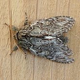Insects - Moths: Lepidoptera, Noctuoidea (Noctuid moths)