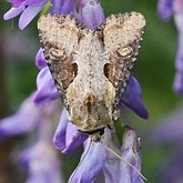 Insects - Moths: Lepidoptera, Noctuoidea (Noctuid moths)