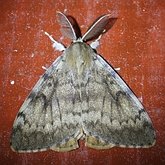 Insects - Moths: Lepidoptera, Noctuoidea (Noctuid moths)