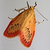 Insects - Moths: Lepidoptera, Noctuoidea (Noctuid moths)