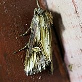 Insects - Moths: Lepidoptera, Noctuoidea (Noctuid moths)
