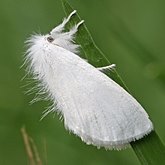 Insects - Moths: Lepidoptera, Noctuoidea (Noctuid moths)