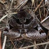 Insects - Moths: Lepidoptera, Noctuoidea (Noctuid moths)