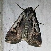Insects - Moths: Lepidoptera, Noctuoidea (Noctuid moths)