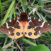 Insects - Moths: Lepidoptera, Noctuoidea (Noctuid moths)