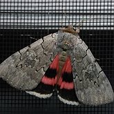 Insects - Moths: Lepidoptera, Noctuoidea (Noctuid moths)