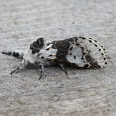 Insects - Moths: Lepidoptera, Noctuoidea (Noctuid moths)
