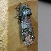 Insects - Moths: Lepidoptera, Noctuoidea (Noctuid moths)