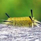 Insects - Moths: Lepidoptera, Noctuoidea (Noctuid moths)