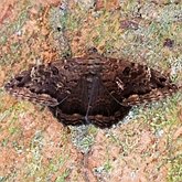 Insects - Moths: Lepidoptera, Noctuoidea (Noctuid moths)