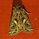 Insects - Moths: Lepidoptera, Noctuoidea (Noctuid moths)