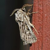 Insects - Moths: Noctuoidea (Noctuid moths)