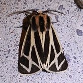 Insects - Moths: Noctuoidea (Noctuid moths)