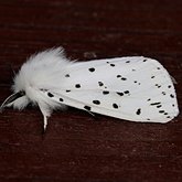 Insects - Moths: Noctuoidea (Noctuid moths)
