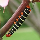 Insects - Moths, others