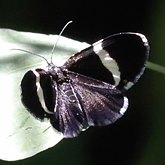 Insects - Moths, others