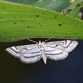 Insects - Moths, others
