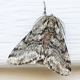 Insects - Moths, others