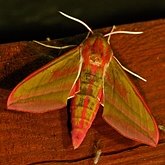 Insects - Moths, others