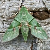 Insects - Moths, others